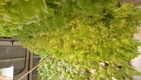 the image shows the process of growing lettuce leaves
