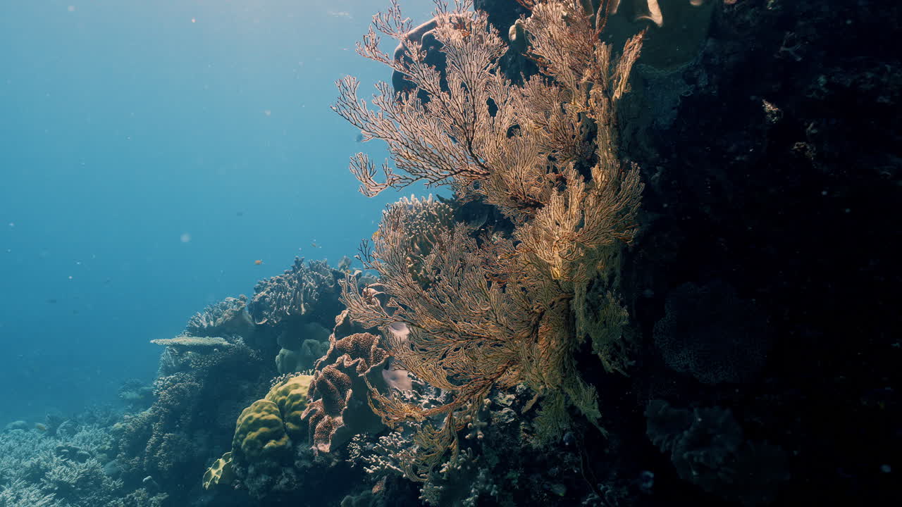 Stabilized underwater footage moving alongside a reef wall with coral growth and small fish activity at Opal Reef near Port Douglas. Natural light and smooth forward motion
