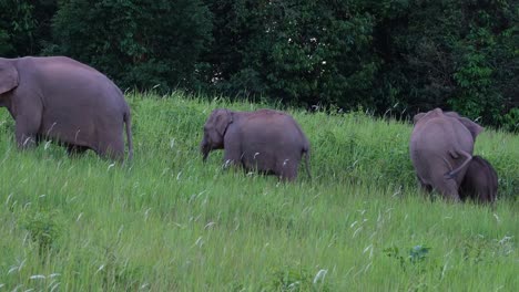 indian elephant, elephas maximus indicus, khao yai national park, thailand