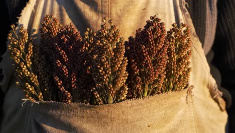 a close-up view of hand-harvested grains showcasing the rich colors and textures of nature in a rustic cloth pocket
