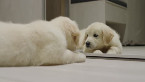 cheerful puppy plays near the mirror with his reflection