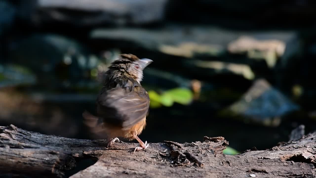 The Abbot’s Babbler is found in the Himalayas to South Asia and the Southeast Asia