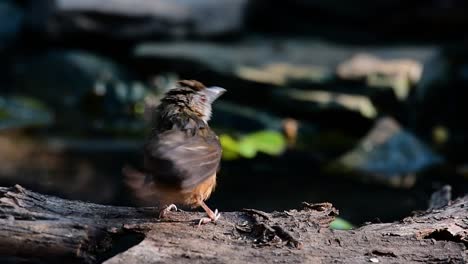 The-Abbot’s-Babbler-is-found-in-the-Himalayas-to-South-Asia-and-the-Southeast-Asia