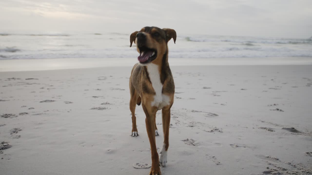órbita alrededor de un magnífico perro marrón sonriendo emocionado en la playa de arena blanca