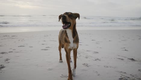 Orbita-Alrededor-De-Un-Hermoso-Perro-Marrón-Sonriendo-Emocionado-En-Una-Playa-De-Arena-Blanca