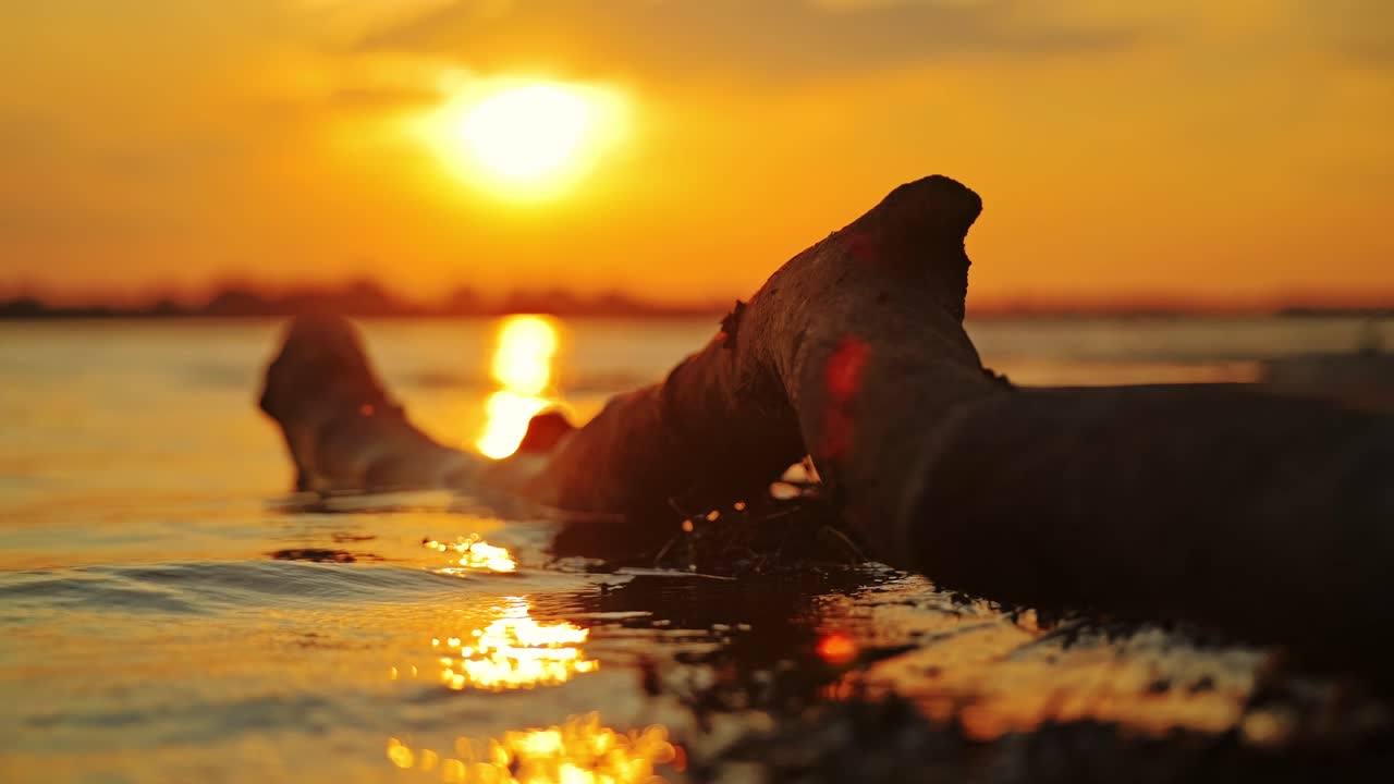 Close-up log in shimmering sunrise ripples brings meditative morning feel
