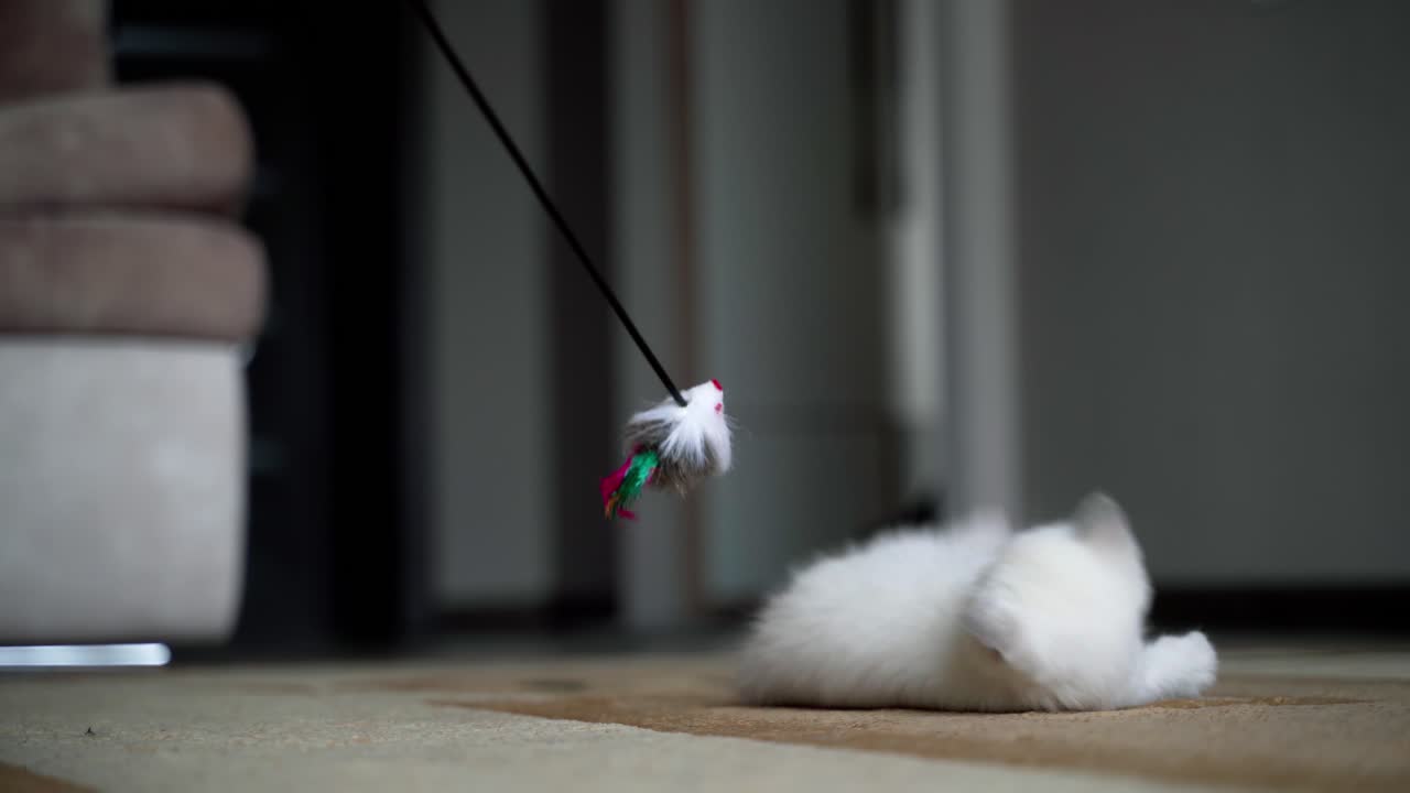 Cat playing with mouse. Little kitten fighting with mouse toy