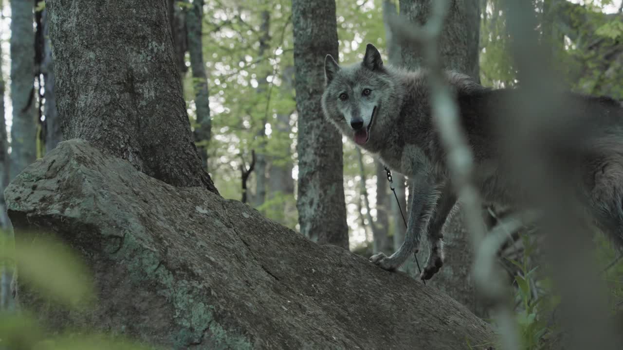 A gray wolf stands alert on a moss-covered rock in a forest, gazing forward with intense focus. Sunlight filters through the trees, illuminating the wilderness scene.