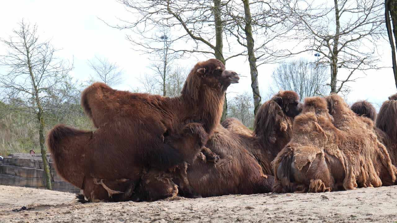 동물원 에서 땅 에 누워 있는 갈색 낙타