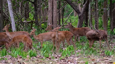 Der-Eldhirsch-Ist-Aufgrund-Von-Lebensraumverlust-Und-Jagd-Eine-Vom-Aussterben-Bedrohte-Art