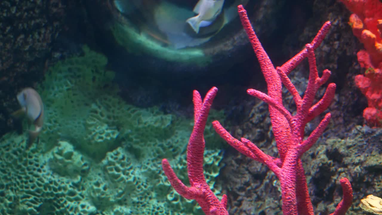 un primer plano de un pez tropical nadando cerca del coral