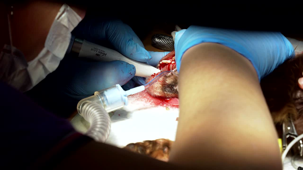 limpieza de dientes de perro