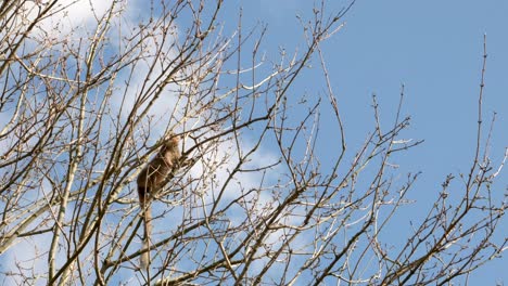 A-crowned-lemur-climbs-delicately-around-the-canopy-of-a-tree-eating-the-tree-buds-while-a-crow-sits-in-the-background-against-a-blue-sky-at-Edinburgh-zoo