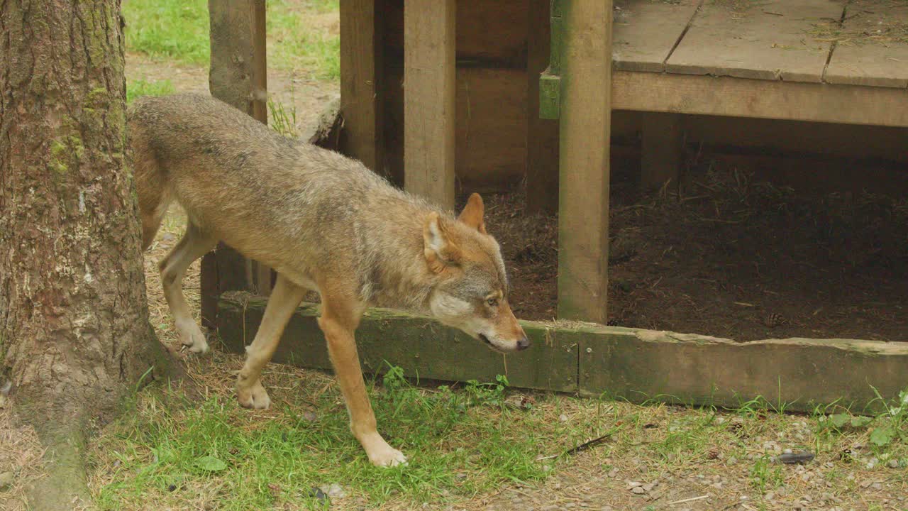 Eurasian wolf walks cautiously through wooded, fenced enclosure in Scottish Highlands, side view