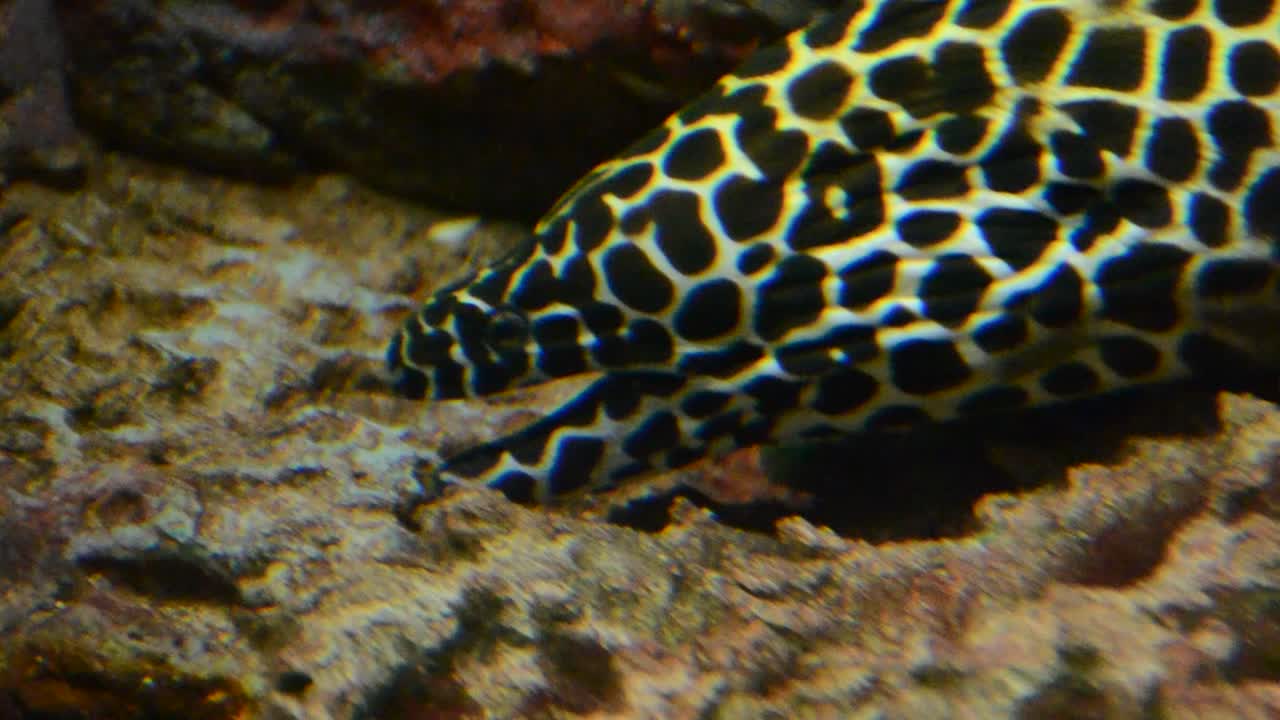 Akvarium med fisk
