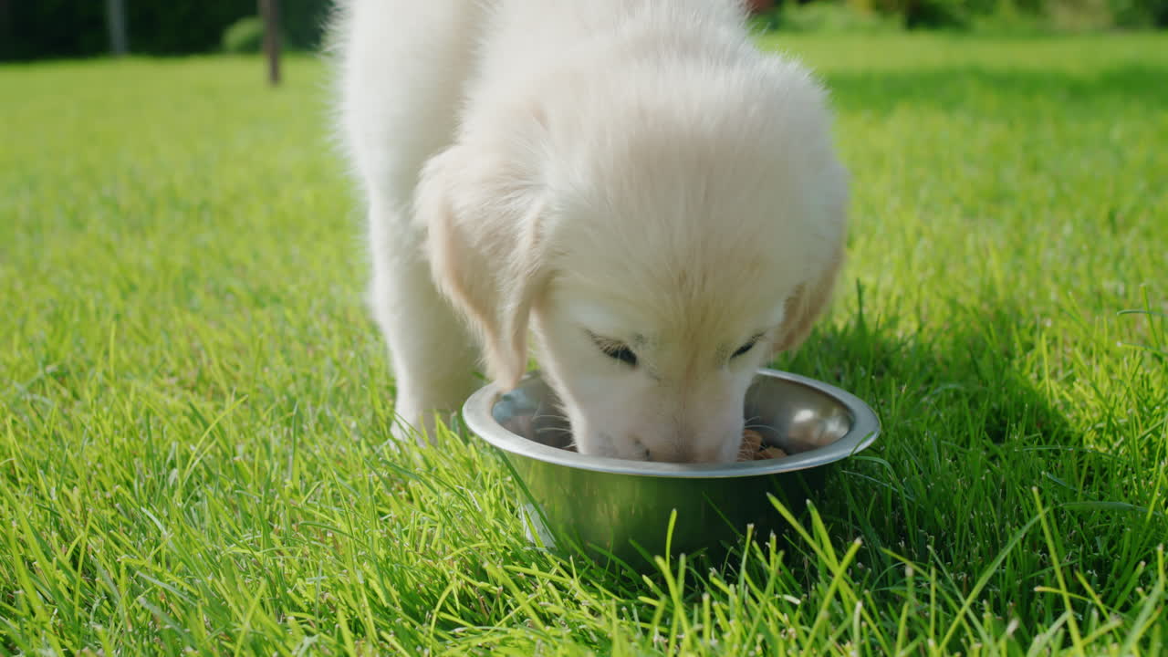 Ein Golden Retriever Welpe rennt zu seinem Napf und frisst. Zeitlupenvideo