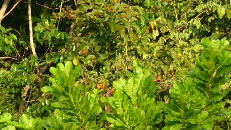 Two-small-birds-flying-between-the-leaves-in-a-bush-on-beautiful-summer-day