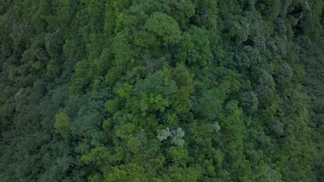 towering mountains peaks jungle valley high altitude teahupoo tahiti birdseye view aerial drone french polynesia south pacific island volcanos coast morning sunrise wsl surfing olympic venue upward