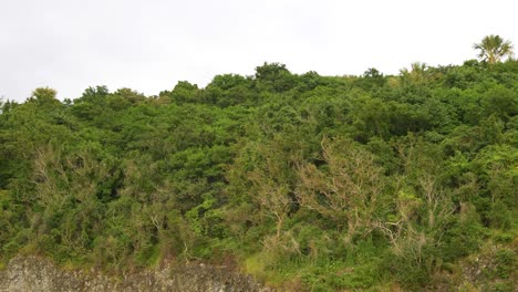 green tropical trees on top of mountain island moving shot slow-mo