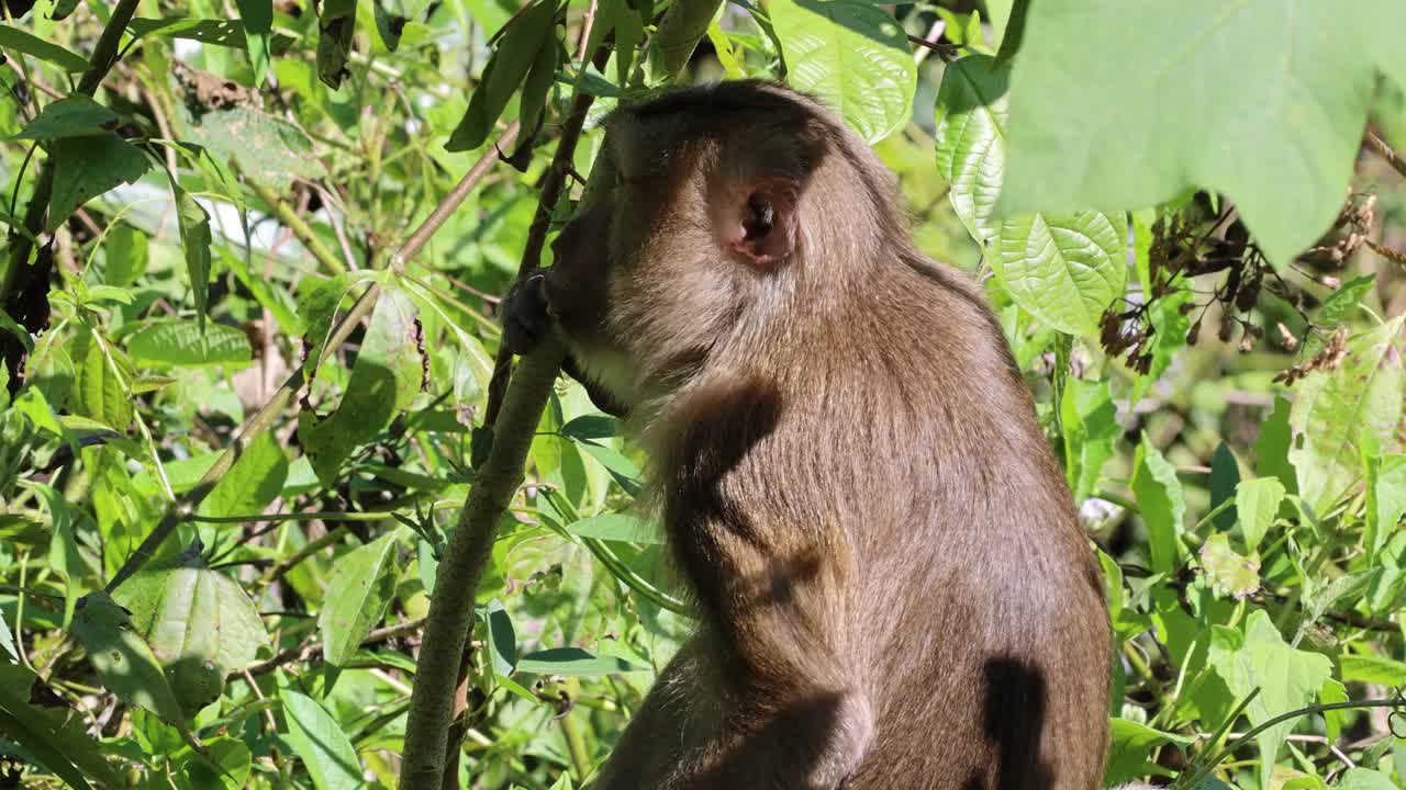 un mono se alimenta y come entre el follaje verde.