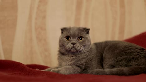 британская короткошерстная кошка