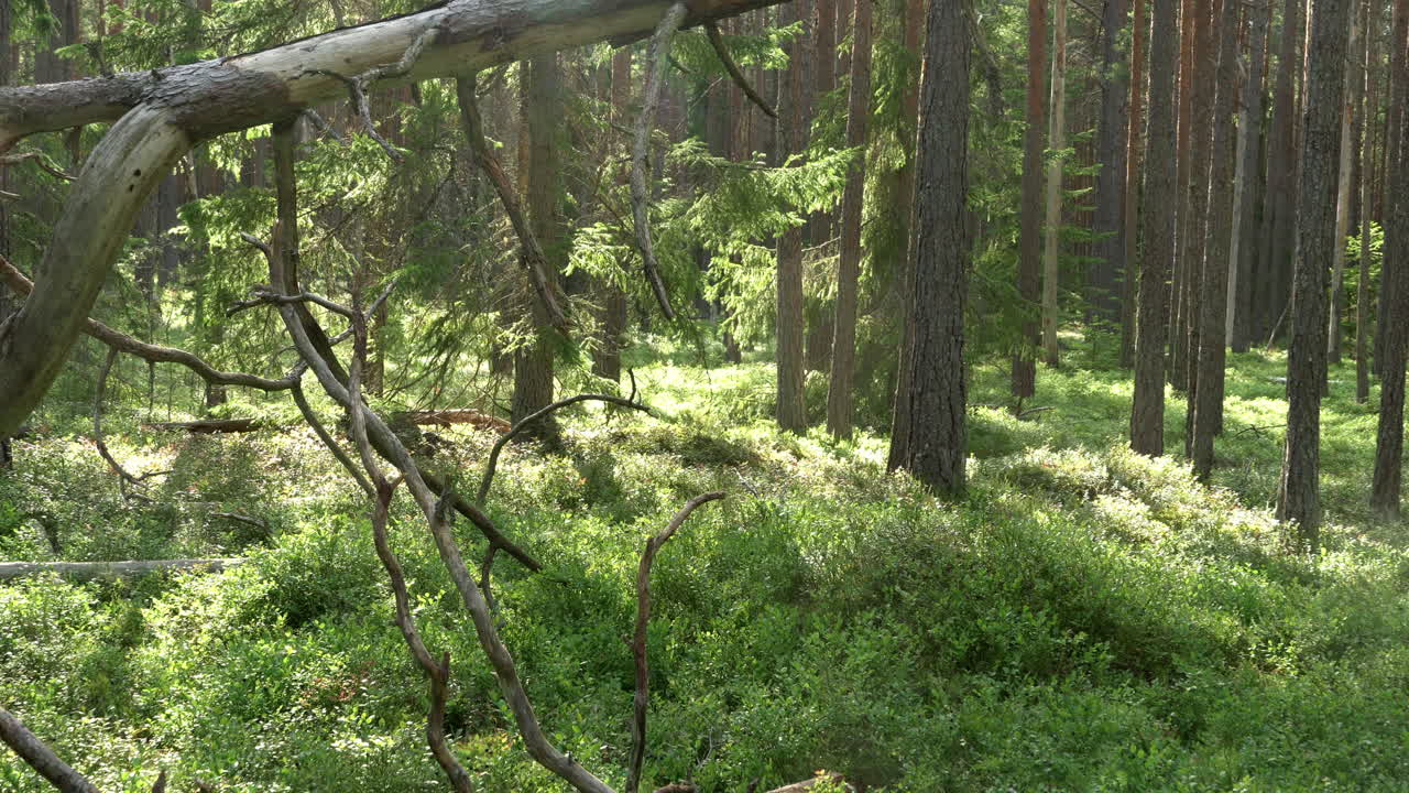 antiguo bosque mixto. arbol caido. aumentado