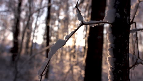 tight shot of limb with snow on it, sun behind the limb