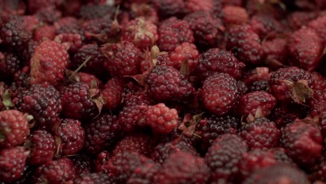 primer plano de un fondo oscuro de moras frescas