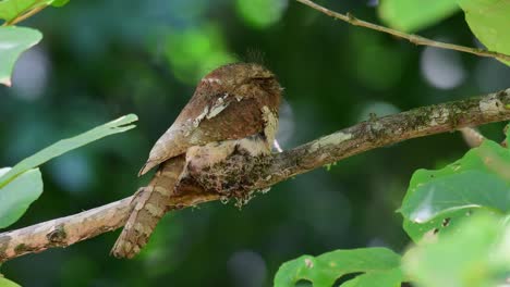 horsfield's frogmouth, batrachostomus javensis