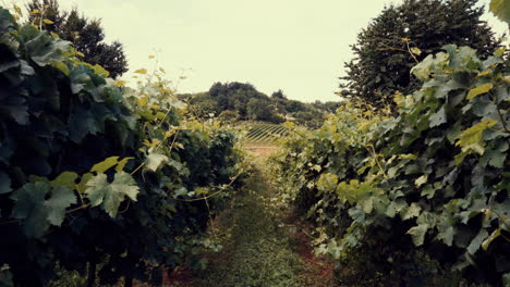 Rows-of-Green-Vineyards