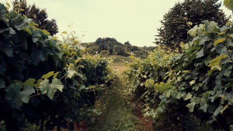 rows of green vineyards