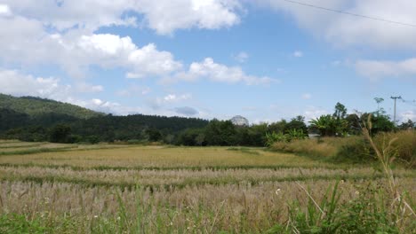 Empty-open-yellow-grass-field-gently-blowing-in-slight-wind-during-daylight