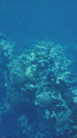 a close-up view of coral reefs