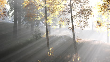 Heller-Wald-Am-Frühen-Morgen-In-Den-Bergen