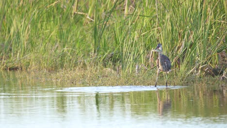 Gran-Garza-Azul-Atrapa-Peces-En-El-Agua-En-El-Pantano-De-Los-Everglades