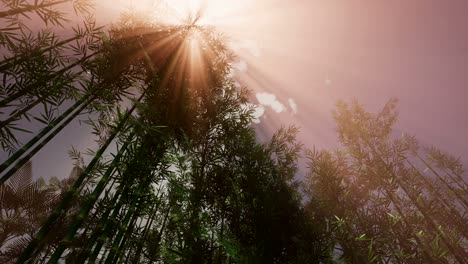 Bamboo-Forest-Garden