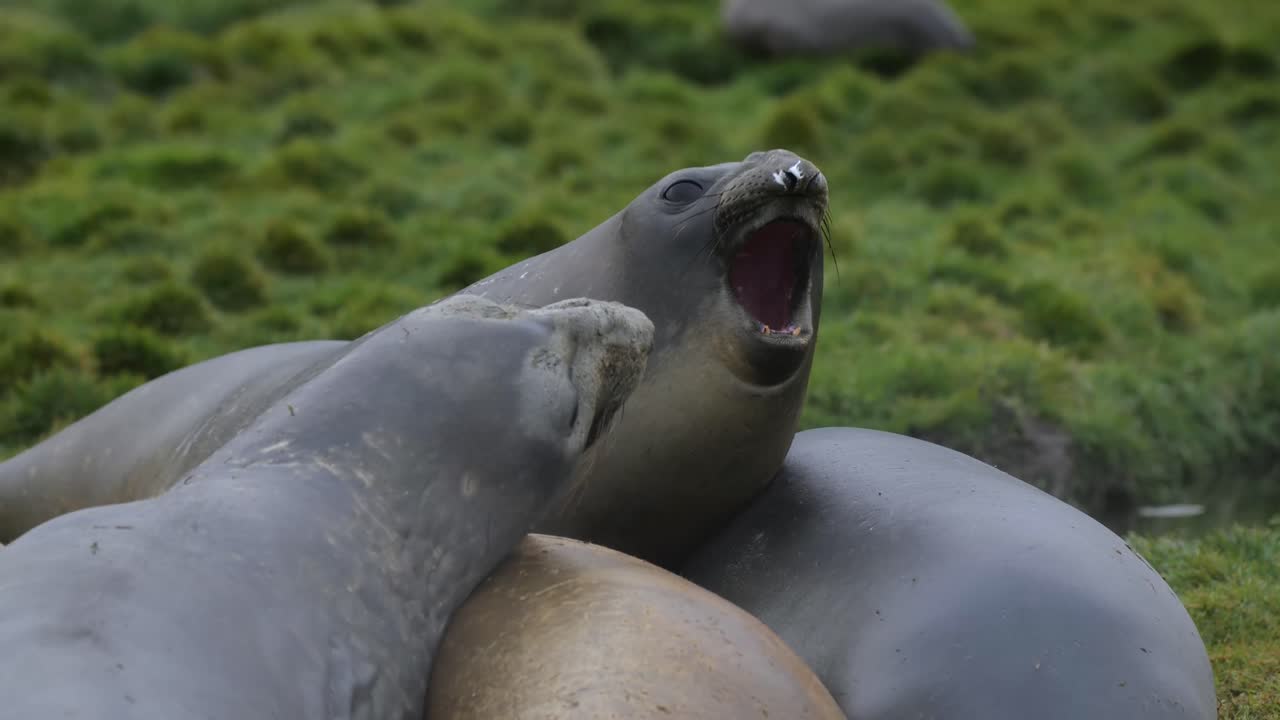 육지에서 싸우는 암컷 코끼리 바다표범