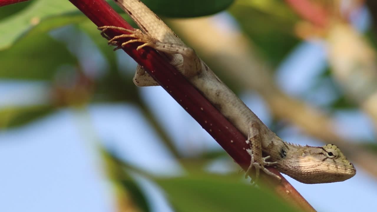 A lizard rests on a red branch surrounded by green leaves under a clear blue sky.