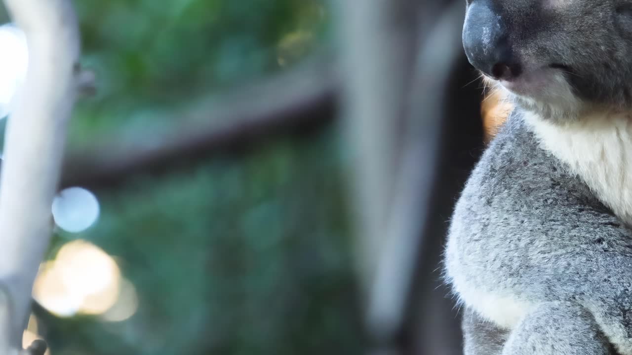 A koala rests peacefully on a tree branch, surrounded by lush greenery and soft light.
