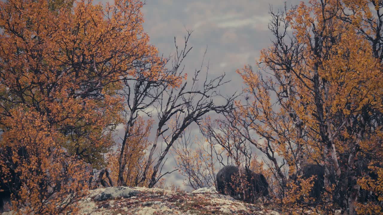 ovibos moschatus - buey almizclero en el parque nacional dovrefjell-sunndalsfjella durante el otoño en la tundra, noruega