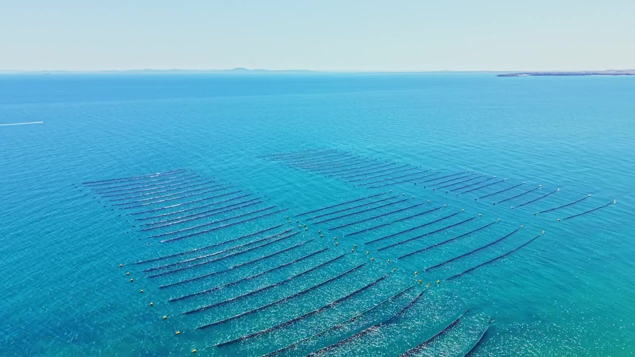 Allevamento di cozze situato in uno specchio d'acqua, che mostra file di lunghe cime dove si pratica la mitilicoltura, in acque limpide e azzurre sotto un cielo luminoso.