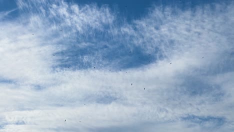 Flock-of-black-birds-circle-around-in-the-blue-and-wispy-cloud-sky