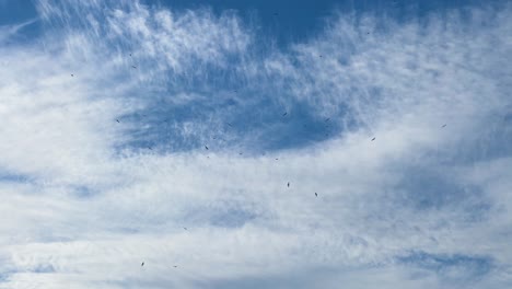 flock of black birds circle around in the blue and wispy cloud sky