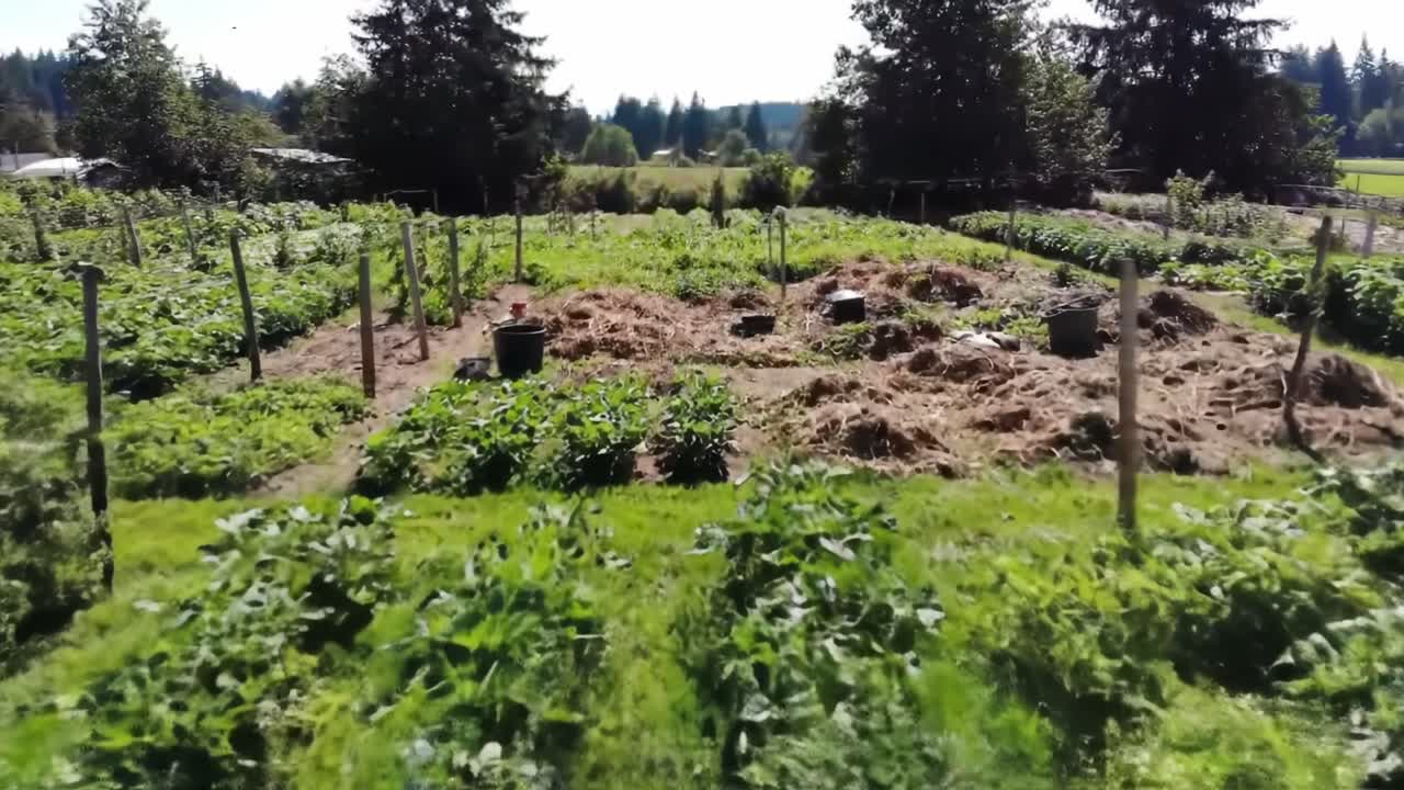 A Scenic Overview of a Flourishing Garden, Showcasing Lush Greenery and Well-Maintained Rows Filled with Vibrant Vegetables and Healthy Plants Under Bright Sunlight