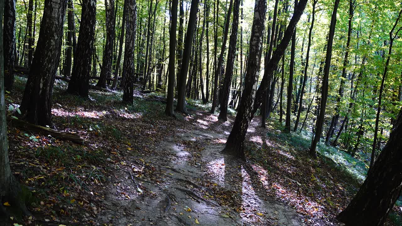 Foresta autunnale. Riprese in movimento