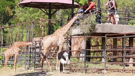 los visitantes alimentan a las jirafas y avestruces desde la plataforma