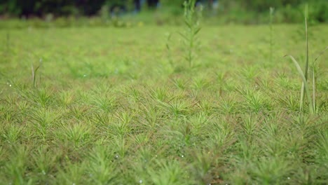 plantación de plántulas de pino joven, cría de coníferas