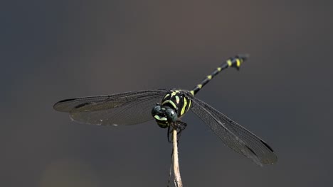 the common flangetail dragonfly is commonly seen in thailand and asia