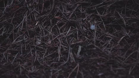 close-up still shot of anthill and working ants