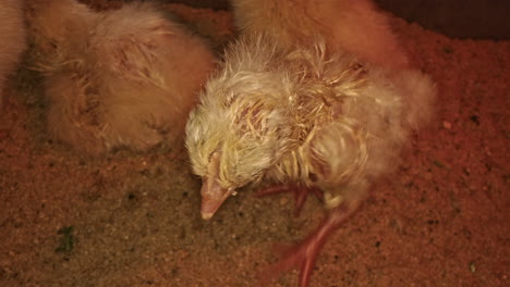 freshly hatched chicken learning balance slow motion